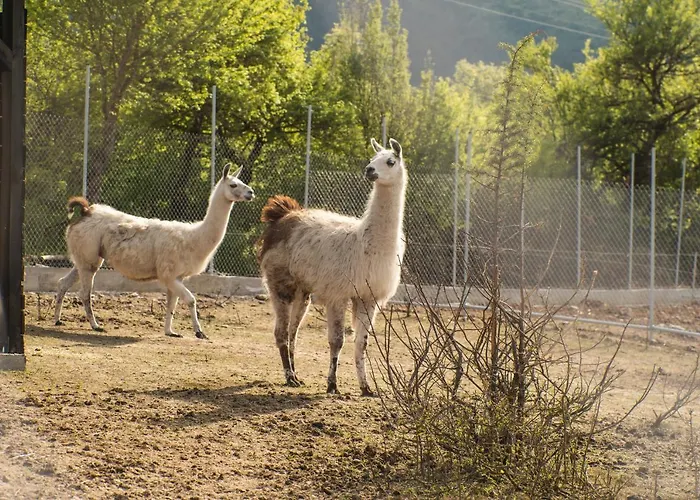 Mentor Гайтаниново